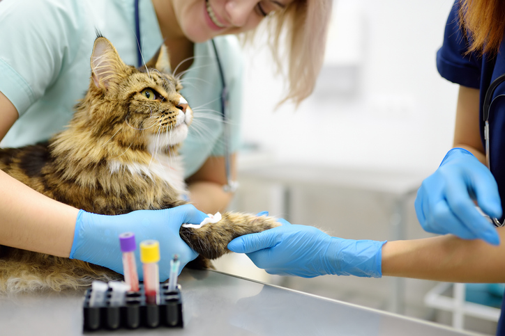 vet tech with a cat